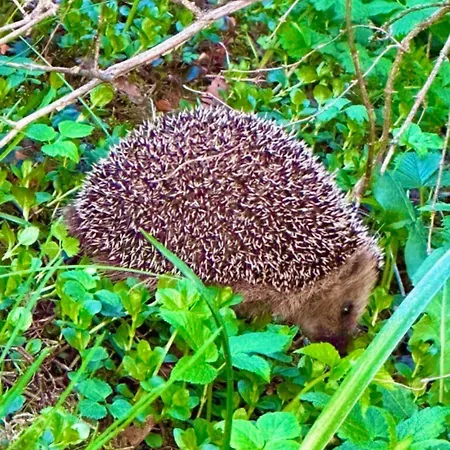 Miramar Aland Сasa de vacaciones *